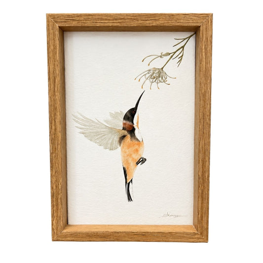 Eastern Spinebill -  Mini Framed Print