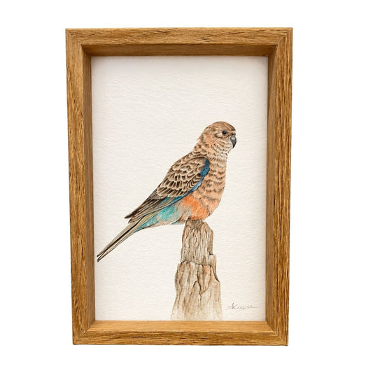 Bourke's Parrot -  Mini Framed Print