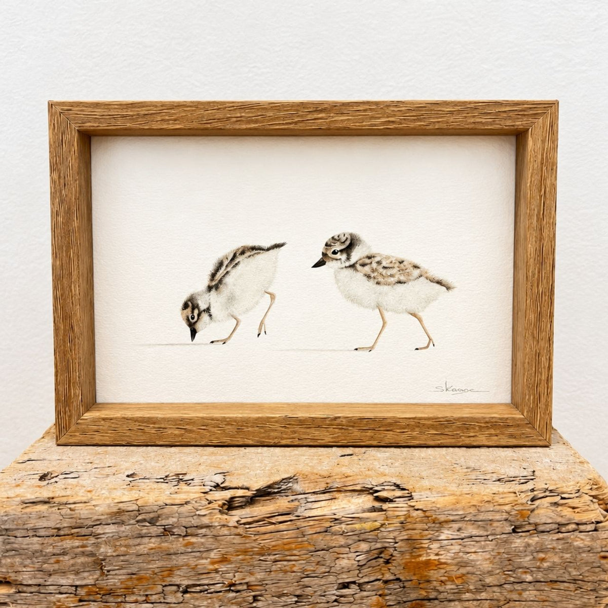 Hooded Plover Chicks -  Mini Framed Print