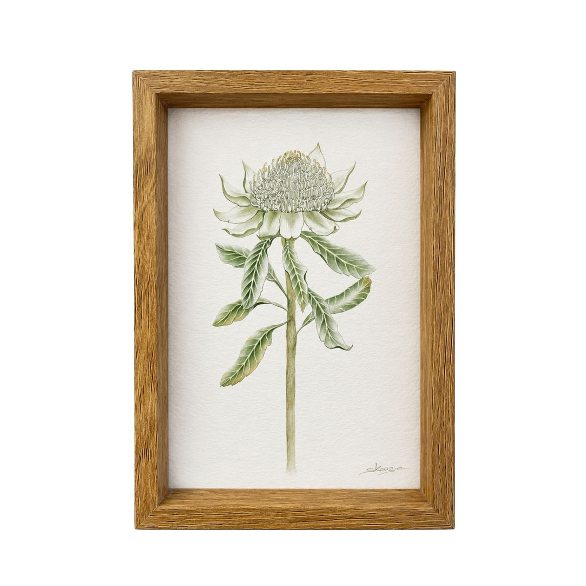 white waratah print